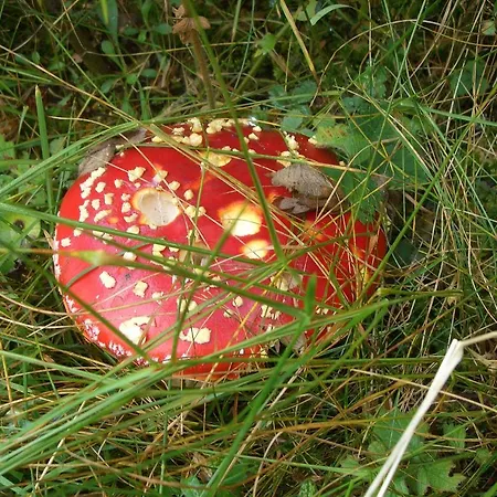 Ball Benas Edificio Aigualluts 公寓 塞尔勒