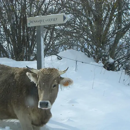 Ball Benas Edificio Aigualluts 公寓 塞尔勒