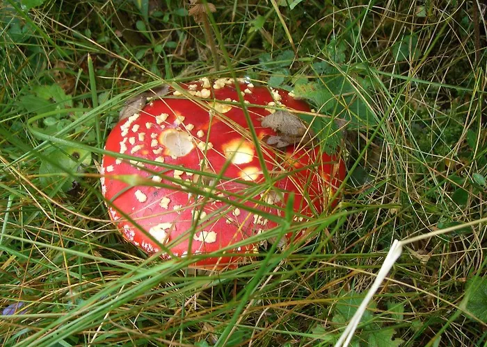 Ball Benas Edificio Aigualluts Apartamento Cerler