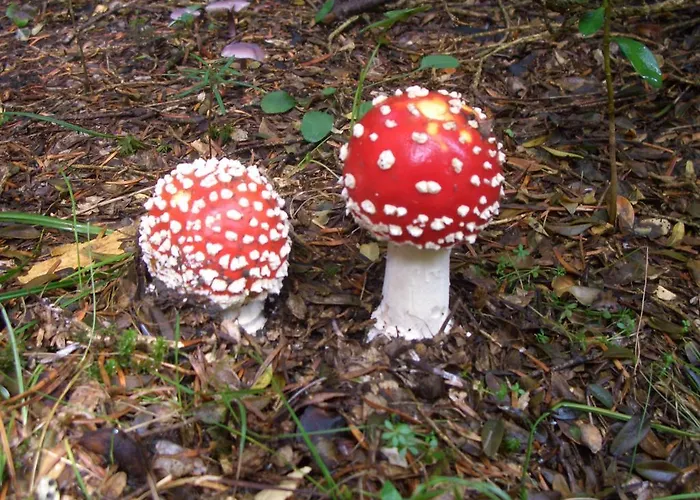 Ball Benas Edificio Aigualluts Cerler