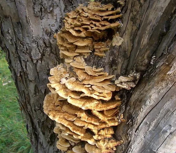 Ball Benas Edificio Aigualluts * Cerler